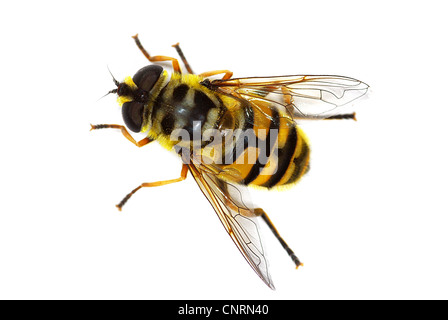 Hover fly Myathropa florea (Syrphidae), simulando un'ape Foto Stock