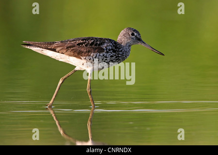 Comune (greenshank Tringa nebularia), guadare acque, in Germania, in Renania Palatinato Foto Stock