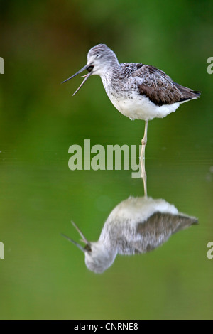 Comune (greenshank Tringa nebularia), sbadigli, in Germania, in Renania Palatinato Foto Stock