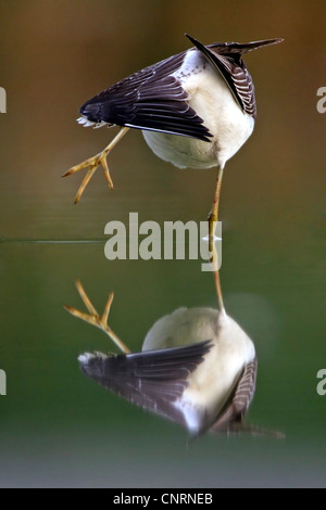 Comune (greenshank Tringa nebularia), stretching, in Germania, in Renania Palatinato Foto Stock