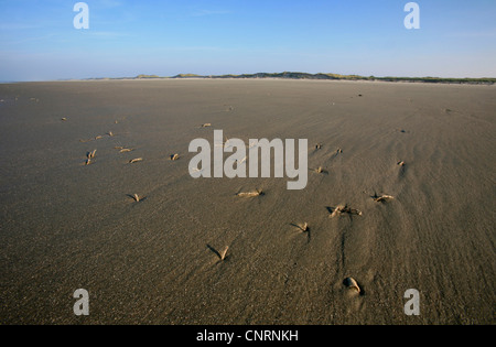 Sabbia mason ( alveolata), feci di sabbia muratori a bassa marea, Germania, Bassa Sassonia, Juist Foto Stock