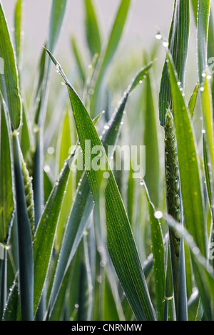 Pane di frumento, coltivati frumento (Triticum aestivum), macro shot di foglie giovani Foto Stock