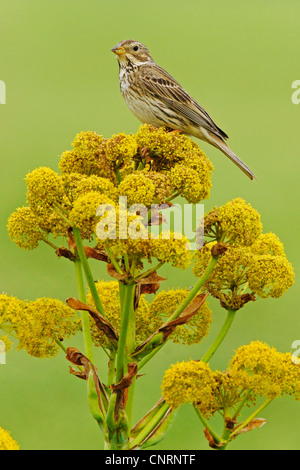 Corn bunting (Emberiza calandra, Miliaria calandra), seduto su un ramoscello, Bulgaria Foto Stock