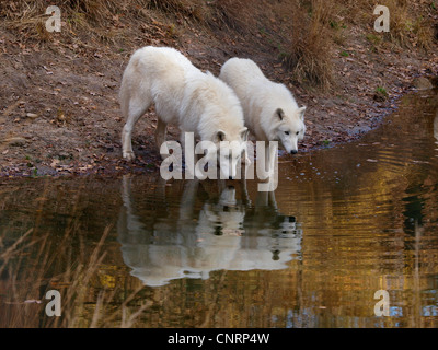 Arctic Wolf, tundra lupo (Canis lupus albus), due persone presso l'acqua Foto Stock