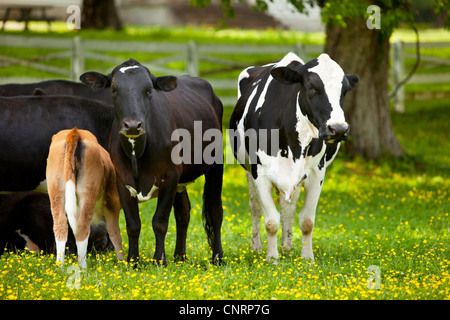 Mucche in un pascolo coperto di fiori selvatici vicino Nashville, Tennessee, Stati Uniti Foto Stock