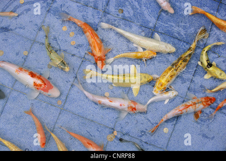 Kois e goldfishes presso lo stagno di Tai Po Sha Tin, Nuovi Territori di Hong Kong Foto Stock