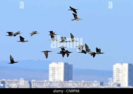 Cormorano (Phalacrocorax carbo), flying gregge nella parte anteriore di una città, Bulgaria Foto Stock