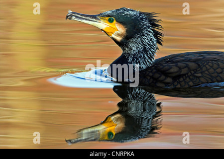 Cormorano (Phalacrocorax carbo), nuoto, Germania Foto Stock
