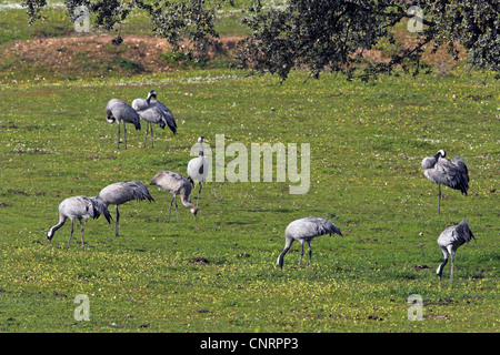 Gru comune (grus grus), gregge rovistando su un prato, Spagna Estremadura Foto Stock