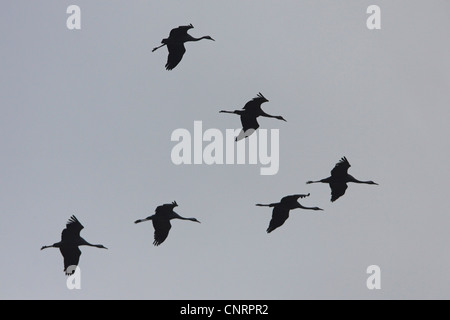 Gru comune (grus grus), flying gregge, Germania Foto Stock