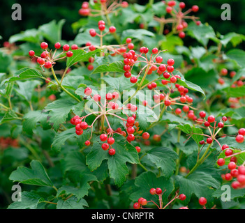 Viburno-rose viburnum (Viburnum opulus 'Compactum', Viburnum opulus Compactum, Viburnum opulus ), Compactum di ordinamento Foto Stock