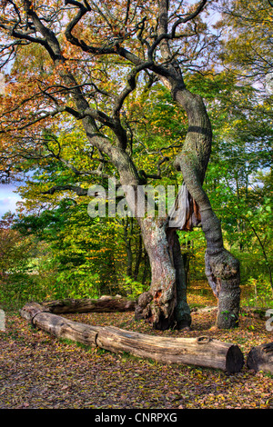 Rovere (Quercus spec.), Rovere, Germania, Thueringen Foto Stock