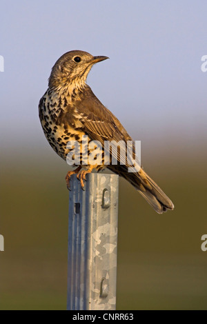 Tordo mistle (Turdus viscivorus), seduto su un post, guardando indietro, in Germania, in Renania Palatinato Foto Stock