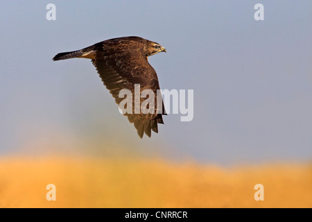 Eurasian poiana (Buteo buteo), volare, Germania, Hesse Foto Stock