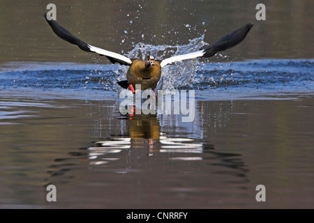 Oca egiziana (Alopochen aegyptiacus), flying dell'acqua, Germania Foto Stock
