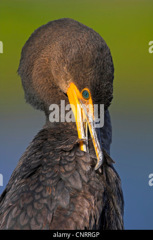 Double-crested cormorano (Phalacrocorax auritus), piumaggio crae, STATI UNITI D'AMERICA, Florida Everglades National Park Foto Stock