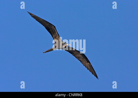 Magnifica Frigate Bird (Fregata magnificens), in volo, STATI UNITI D'AMERICA, Florida Foto Stock