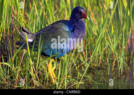Purple Swamphen (Porphyrio porphyrio), a riva, STATI UNITI D'AMERICA, Florida Everglades National Park Foto Stock