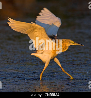 Sgarza ciuffetto (Ardeola ralloides) flapps ali, Grecia LESBO Foto Stock