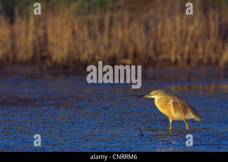 Sgarza ciuffetto (Ardeola ralloides), in acque poco profonde, Grecia, Lesbo Foto Stock