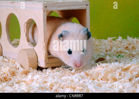 Criceto dorato (mesocricetus auratus), guarda al di fuori di un carro botte Foto Stock