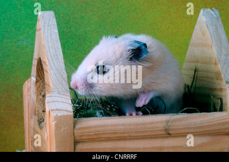 Criceto dorato (mesocricetus auratus), guarda al di fuori di un herbagebox Foto Stock