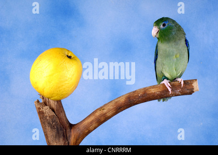 Spectacled parrotlet (Forpus conspicillatus), maschio è in cerca di un Apple Foto Stock
