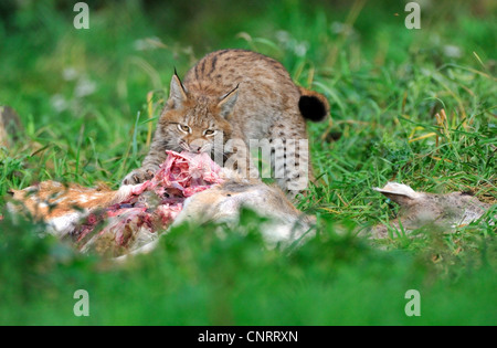Eurasian (Lynx Lynx lynx), alimenta sulla femmina di daino Foto Stock