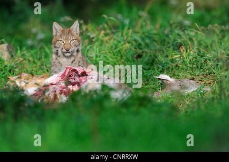 Eurasian (Lynx Lynx lynx), alimenta il daino Foto Stock