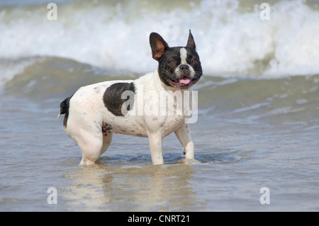 Bulldog francese (Canis lupus f. familiaris), in spiaggia Foto Stock