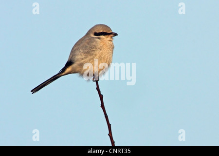 Grande grigio shrike (Lanius excubitor), su un ramoscello, Germania Foto Stock