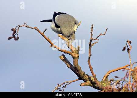 Grande grigio shrike (Lanius excubitor), su un ontano, Germania Foto Stock