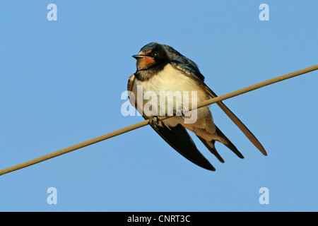 Barn swallow (Hirundo rustica), sul cavo elettrico, Bulgaria Foto Stock