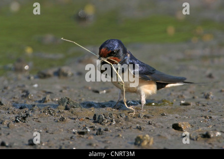 Barn swallow (Hirundo rustica), raccoglie il materiale di nidificazione, Bulgaria Foto Stock