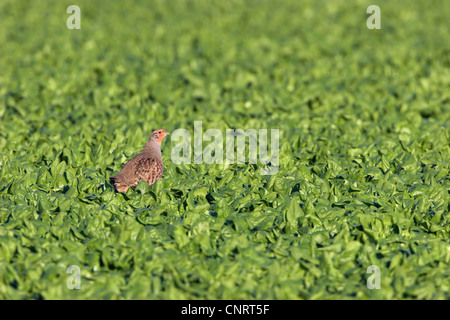 La starna (Perdix perdix), su un campo, Germania Foto Stock