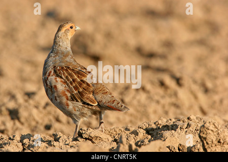 La starna (Perdix perdix), su un campo, Germania Foto Stock