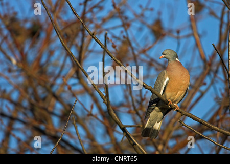 Il Colombaccio ( Columba palumbus), su un albero, Germania Foto Stock