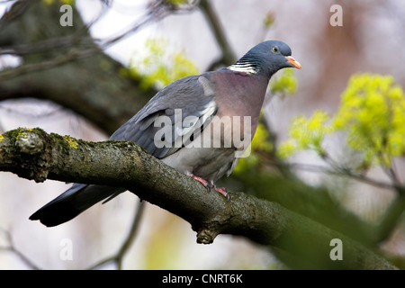 Il Colombaccio ( Columba palumbus), su un ramo, Germania Foto Stock