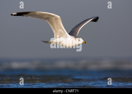 Anello-fatturati gabbiano (Larus delawarensis), in volo, STATI UNITI D'AMERICA, Florida Foto Stock