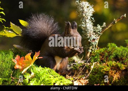 Unione scoiattolo rosso, Eurasian red scoiattolo (Sciurus vulgaris), sul suolo della foresta, Svizzera dei Grigioni Foto Stock