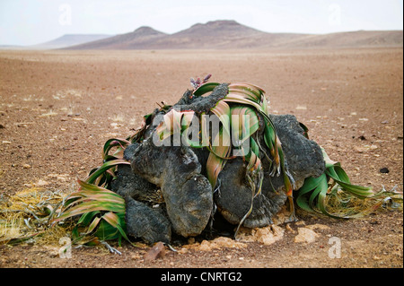 Tree tumbo, tumboa, welwitschia (Welwitschia mirabilis), abitudine, Kenya, Namib Foto Stock