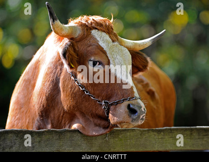 Gli animali domestici della specie bovina (Bos primigenius f. taurus), Allgaeuer Razza Braunvieh Foto Stock