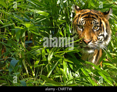 La tigre di Sumatra (Panthera tigris sumatrae), tra alte erbe Foto Stock