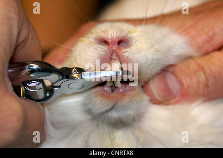 Il coniglio domestico (oryctolagus cuniculus f. domestica), accorciando i denti Foto Stock