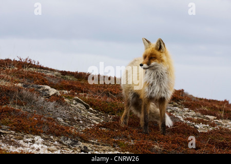 Red Fox (Vulpes vulpes vulpes), maschio con pelliccia invernale, Norvegia Foto Stock