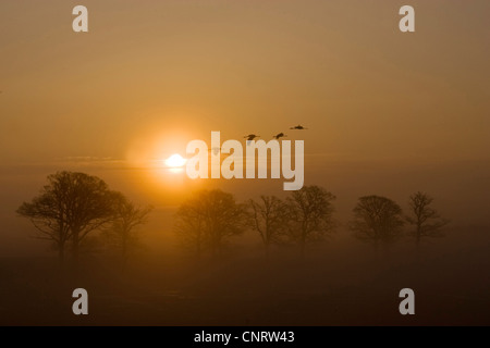 Gru comune (grus grus), sunrise in iil mist con gru, Svezia Foto Stock