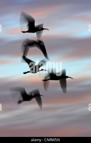 Bianco (ibis Eudocimus albus), gruppo volare al crepuscolo, STATI UNITI D'AMERICA, Florida Foto Stock