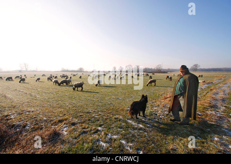 Gli animali domestici delle specie ovina (Ovis ammon f. aries), pastore con sheepdog e allevamento di pecore al pascolo, Germania Foto Stock