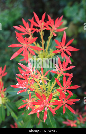 Sarcococca Japonica Mountain Fire Foto Stock