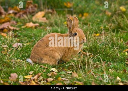 Coniglio nano (oryctolagus cuniculus f. domestica), Red Dwarf Rabbit seduta in Prato Foto Stock